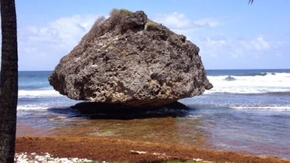 Atlantic sea erosion.
#coastalerosion #boulder #palmtrees #beach #barbados #atlanticocean
