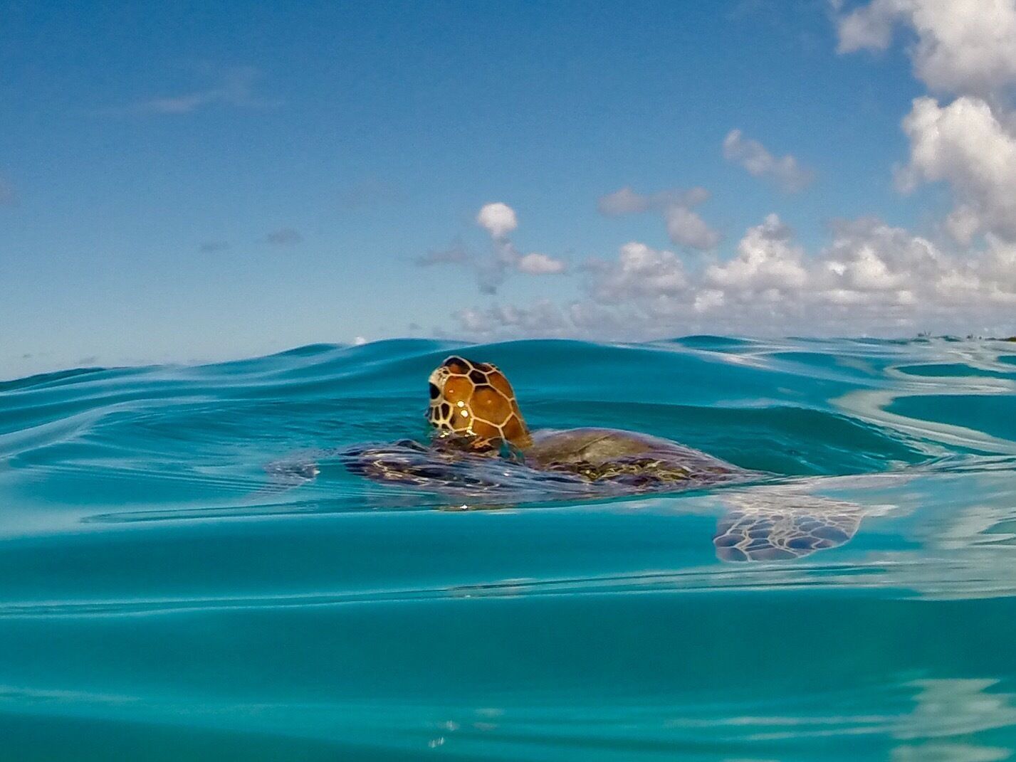Barbados is always the place to see turtles.  Just throw on the mask and fins and snorkel off any beach. 