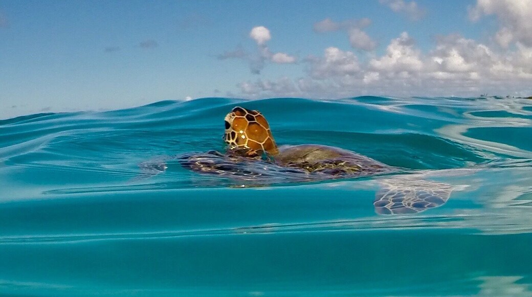 Barbados is always the place to see turtles. Just throw on the mask and fins and snorkel off any beach.