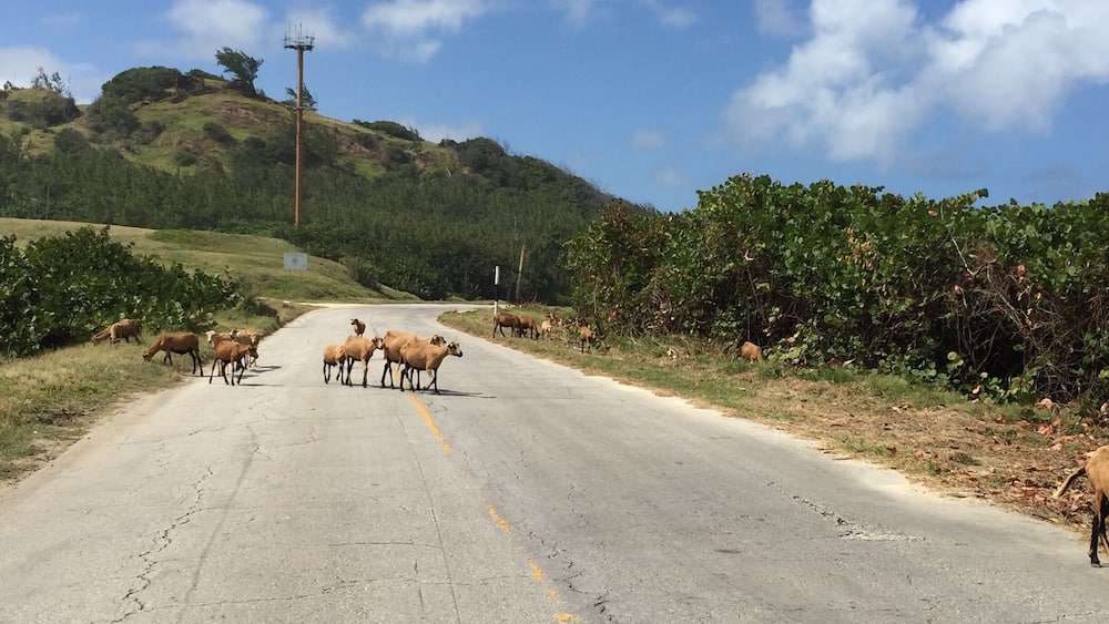 Caution: Black Belly Sheep crossing.