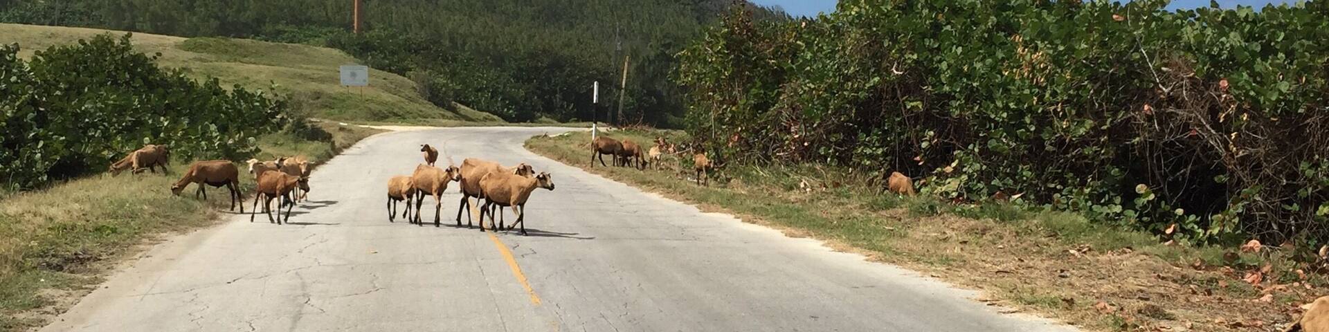 Caution: Black Belly Sheep crossing.