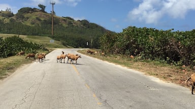 Caution: Black Belly Sheep crossing.
