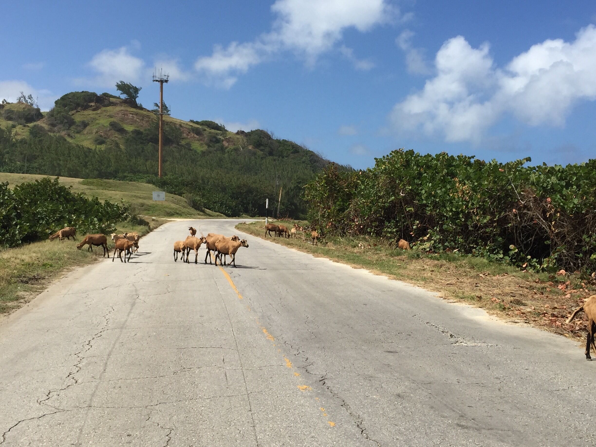 A rural road with a herd of cattle crossing.