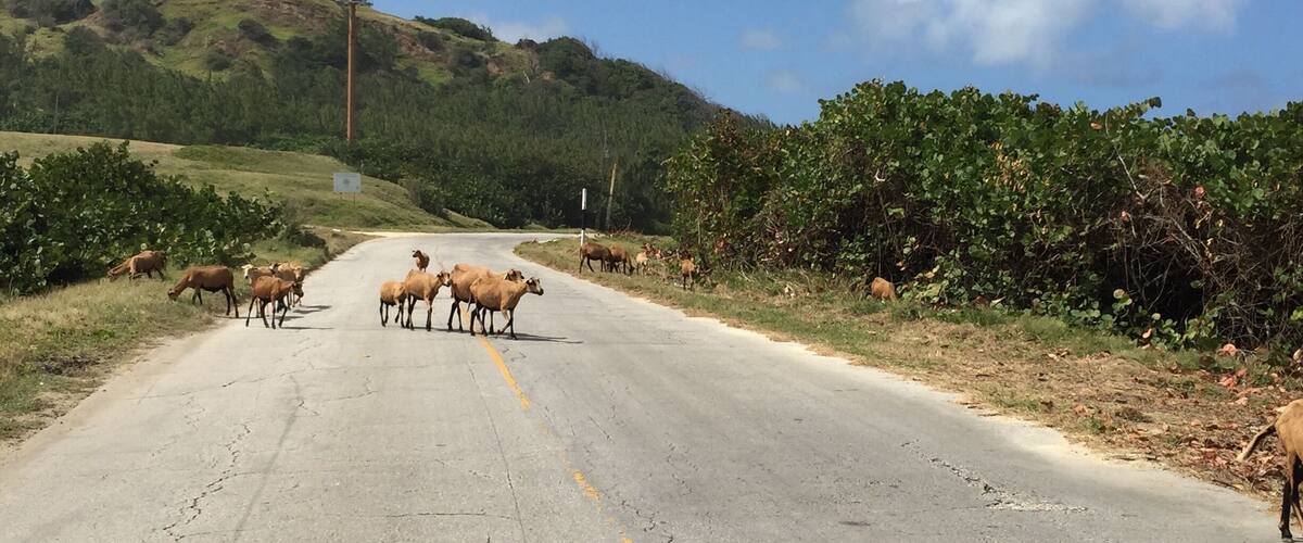 A rural road with a herd of cattle crossing.