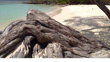 Una playa con un tronco grande de árbol caído, agua turquesa cristalina y una costa lejana con vegetación densa.