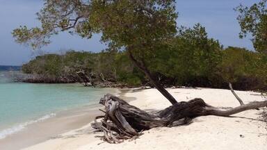 Una playa con un árbol caído, agua turquesa cristalina y abundante vegetación al fondo.