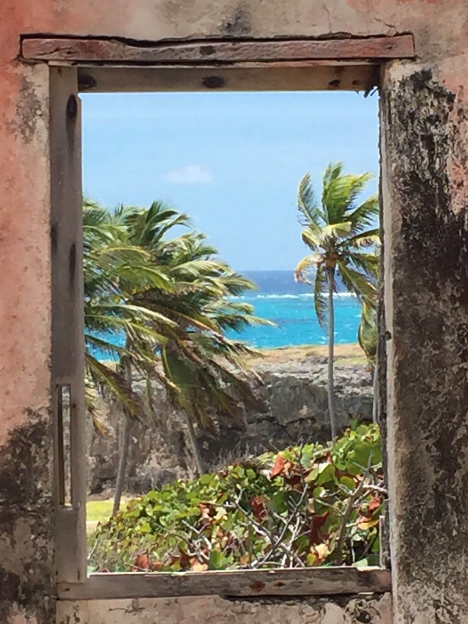 Looking out the kitchen window.