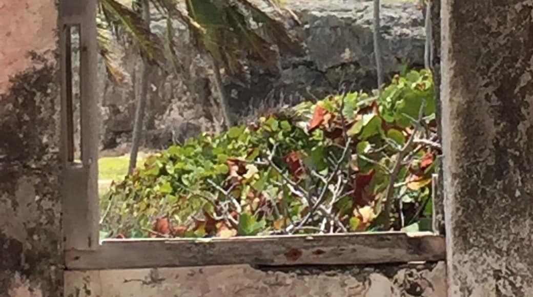 Looking out the kitchen window.