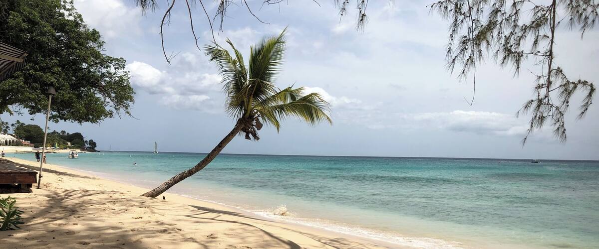 A sandy beach with a leaning palm tree, calm turquoise waters, and a clear sky.
