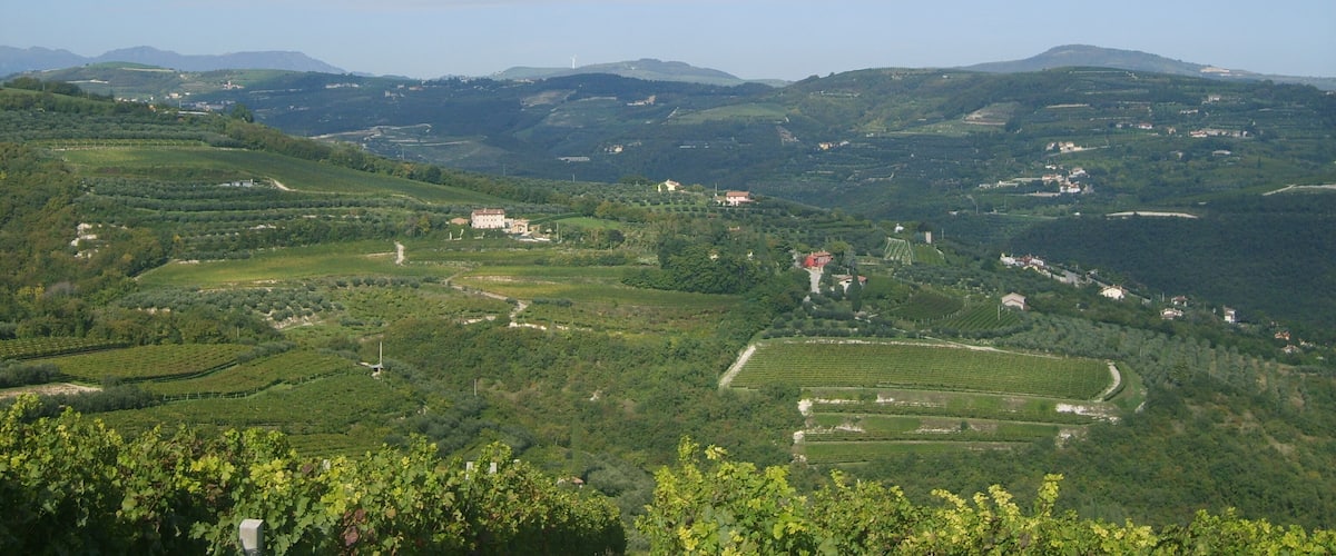 A hilly landscape with vineyards and scattered buildings.