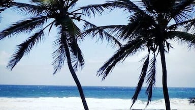A beach with palm trees and the ocean.
