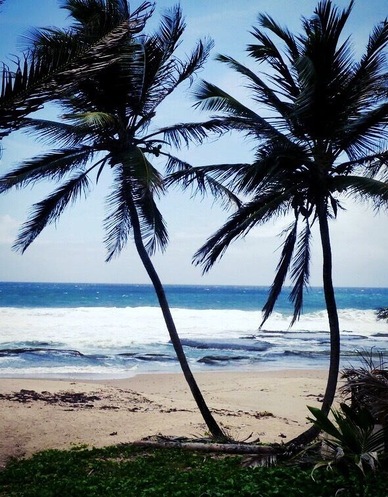 Find your own Paradise on one of the amazing beaches of Barbados! Rent a car and explore the many gems of this island, like the many beautiful beaches or the Harrisons caves.