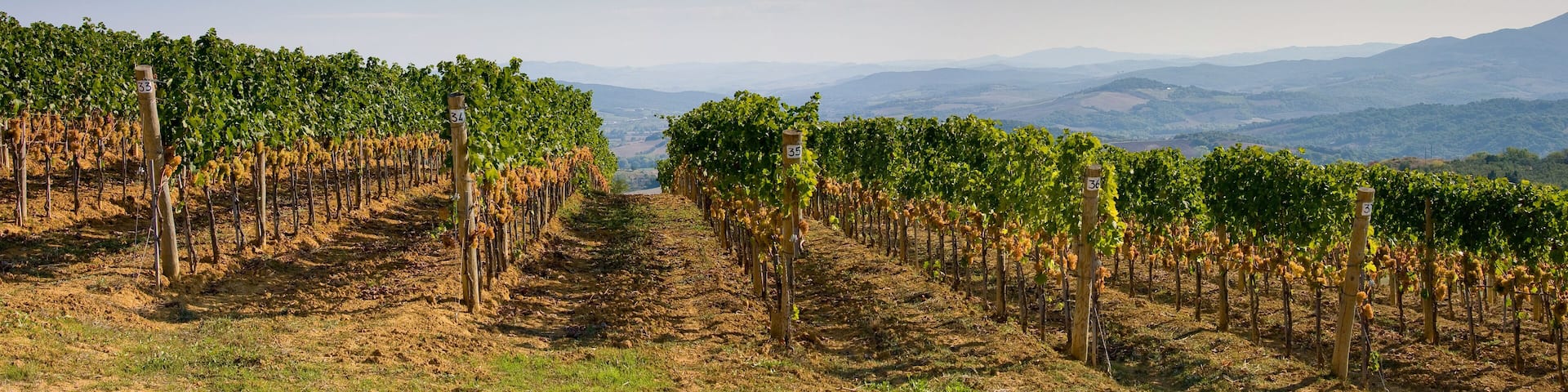 Italy, Tuscany, Bolgheri valley, vineyard, wine grape