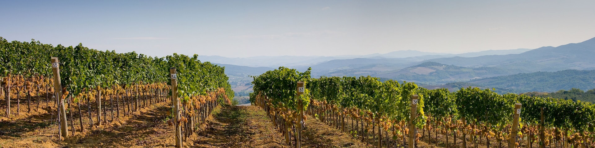 Italy, Tuscany, Bolgheri valley, vineyard, wine grape