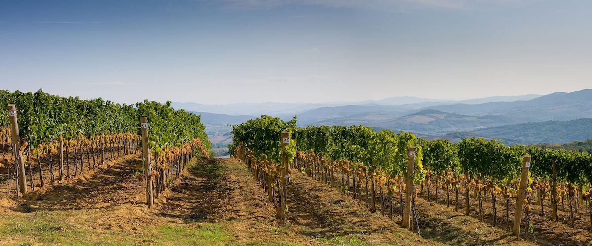 A vineyard with rows of grapevines extending into the distance, surrounded by rolling hills and a clear sky.
