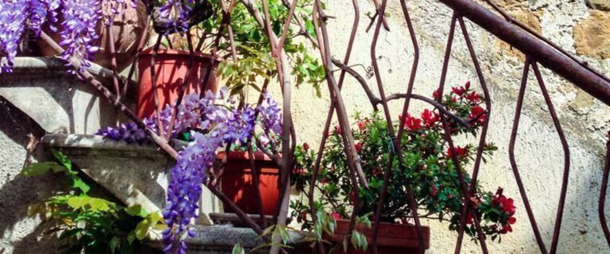 A stone building with a window, purple wisteria vines, and potted plants.