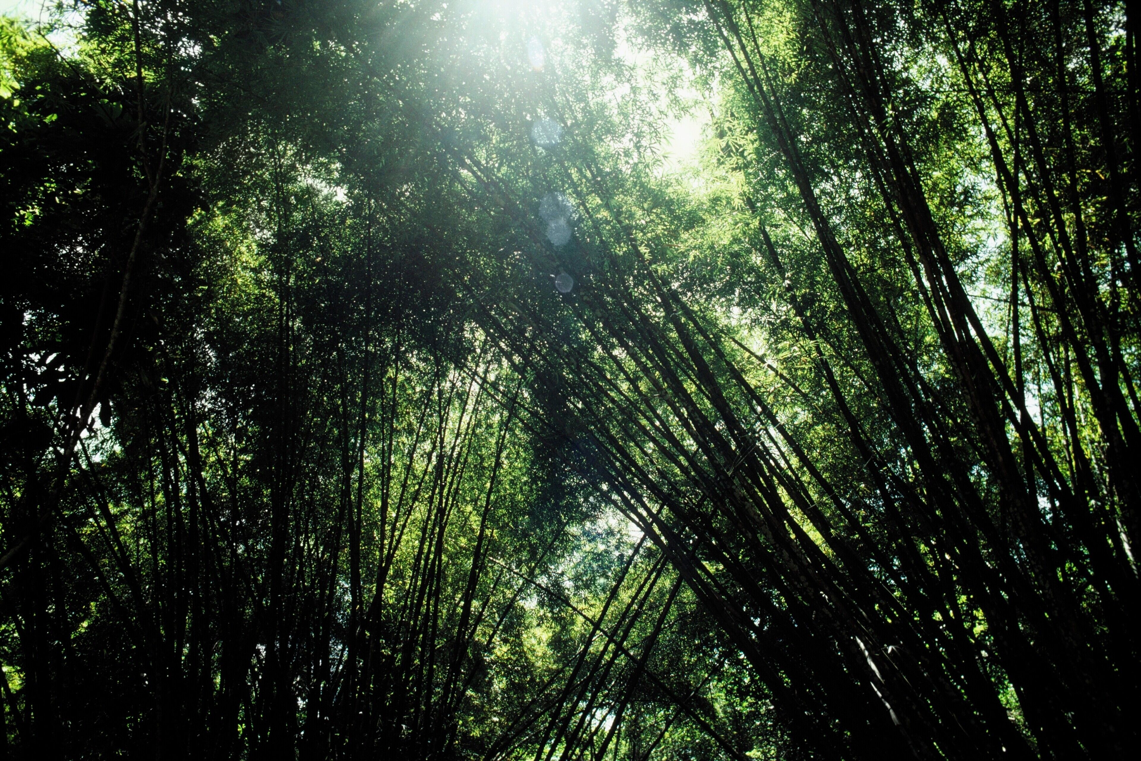A canopy of dense trees with long stems, Welchman's Hall, Gully Gardens, Barbados