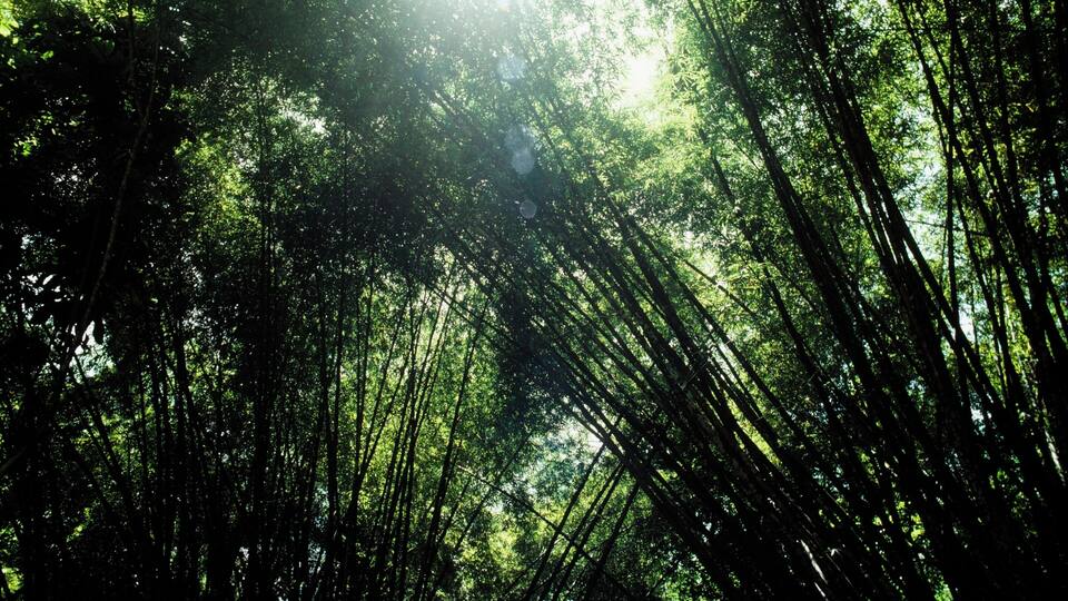 A canopy of dense trees with long stems, Welchman's Hall, Gully Gardens, Barbados