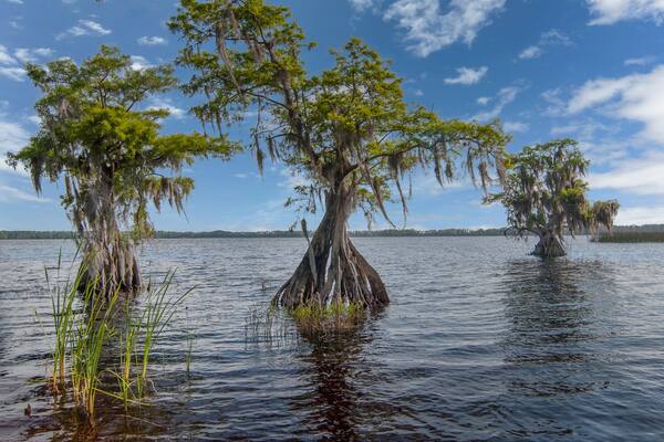 Three aging cypress trees with hollow spaces in the wide base, with the outer layers of the buttress continuing to support the trees. Spanish Moss hangs from the branches in this tropical scene.