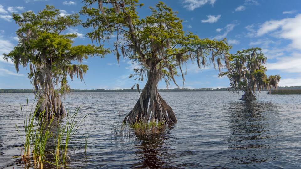 Three aging cypress trees with hollow spaces in the wide base, with the outer layers of the buttress continuing to support the trees. Spanish Moss hangs from the branches in this tropical scene.