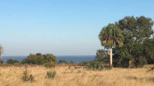 Views of Lake Apopka