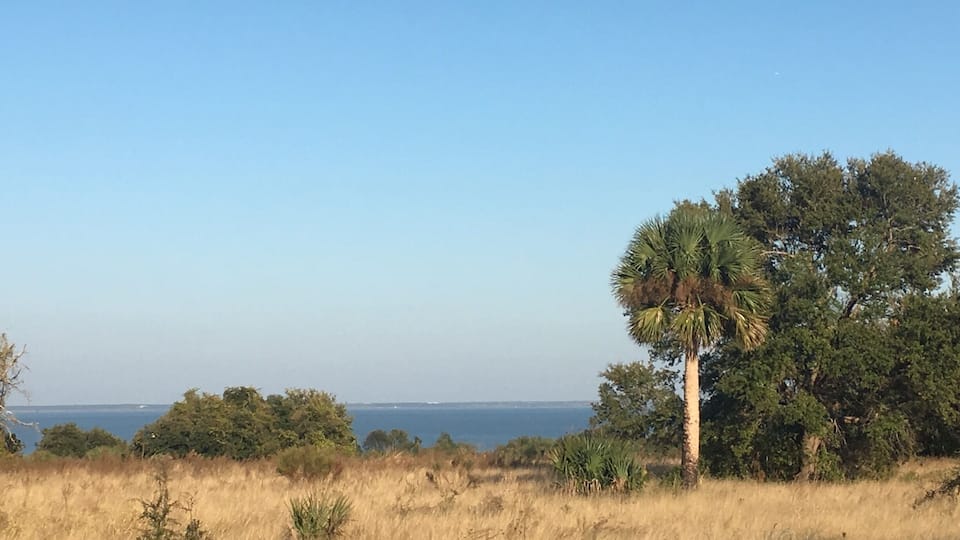 A coastal landscape with a tall palm tree, dry grass, and a view of the ocean.