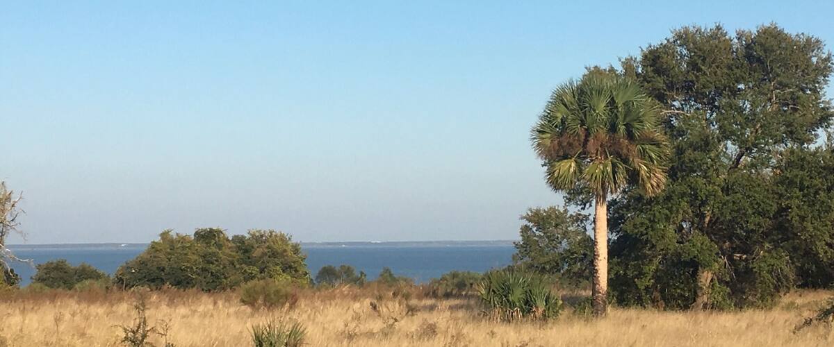 A coastal landscape with a tall palm tree, dry grass, and a view of the ocean.