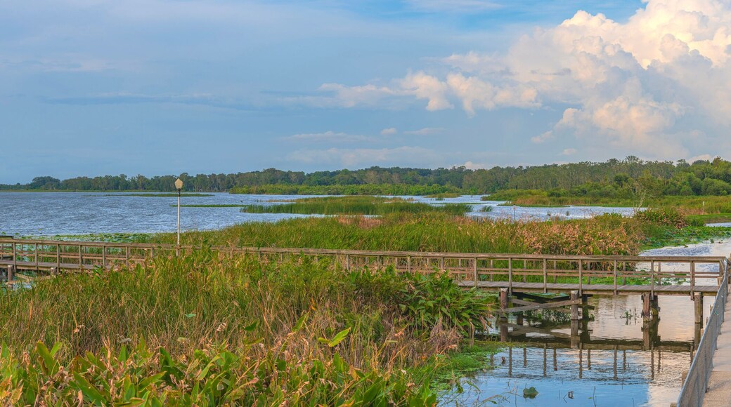 Panoramic view of Lake Apopka and nature Florida.
