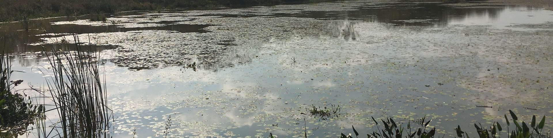 At the Oakland Preserve. Nice Boardwalk plus an animal sanctuary