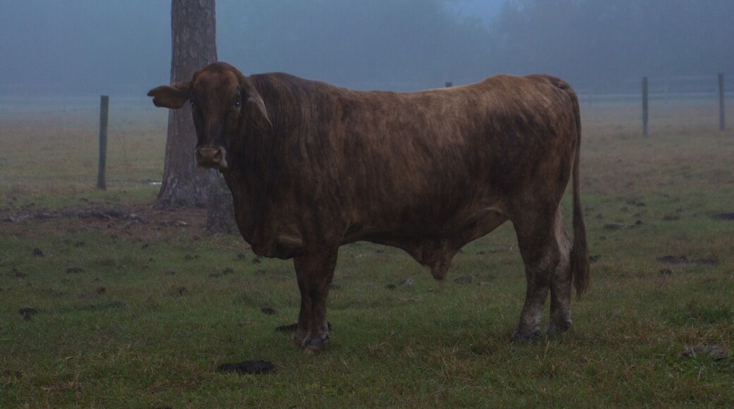 This bovine beauty was at the Airbnb where we stayed in Sarasota. Beautiful foggy morning.