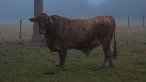 This bovine beauty was at the Airbnb where we stayed in Sarasota. Beautiful foggy morning.
