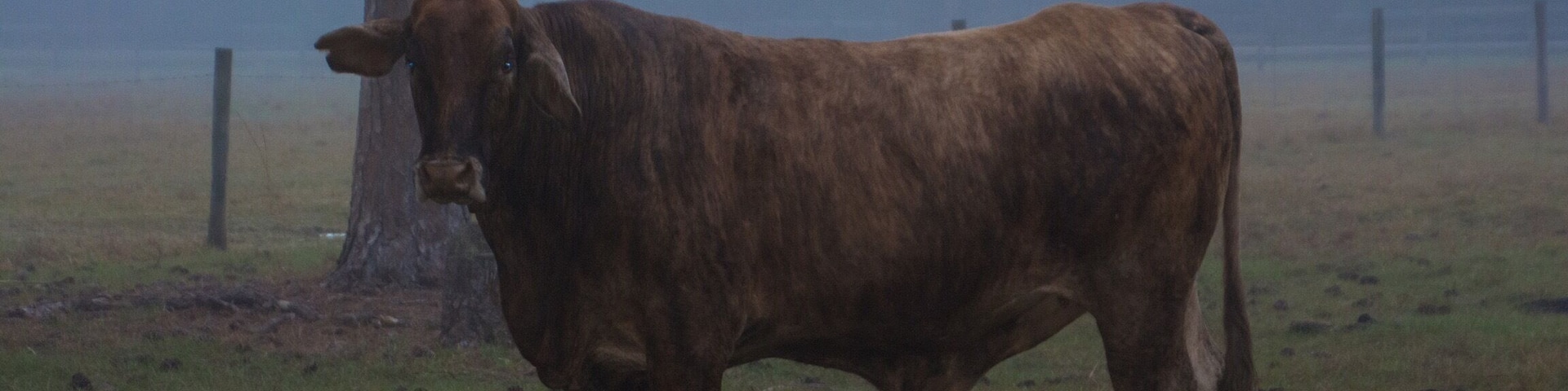 This bovine beauty was at the Airbnb where we stayed in Sarasota. Beautiful foggy morning.