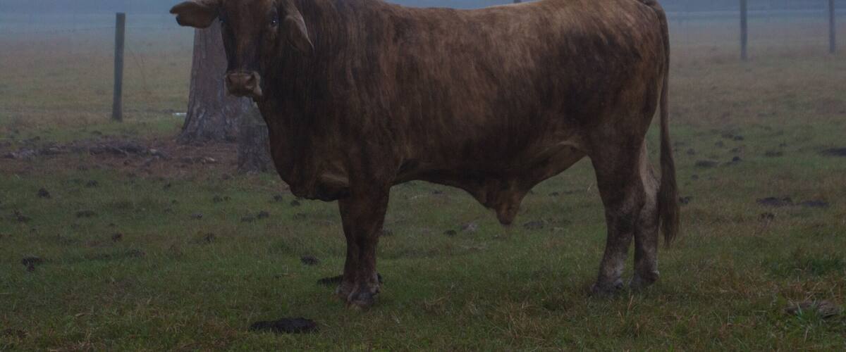A brown cow standing in a grassy field with a tree and a fence in the background.
