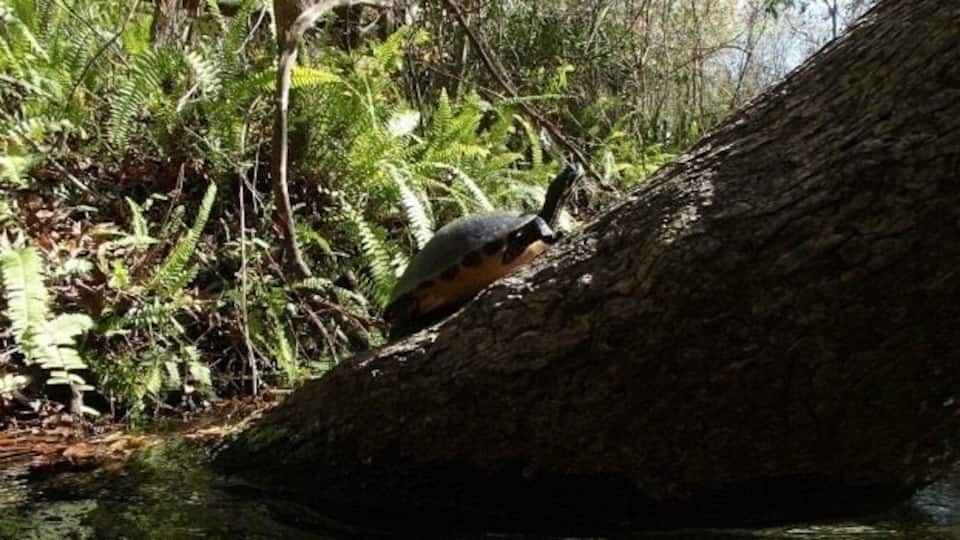 A turtle on a fallen tree trunk by a stream in a forest.