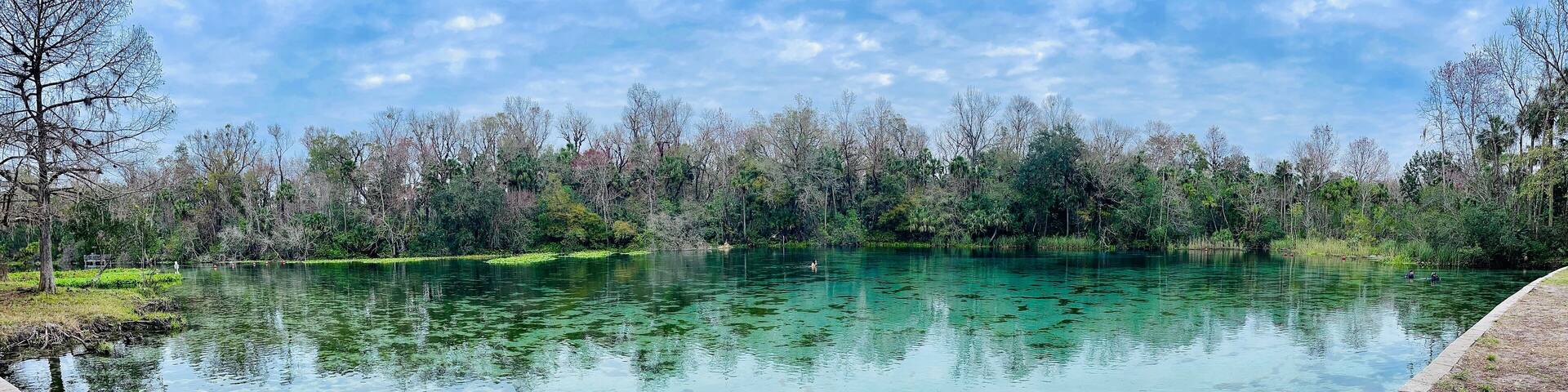 Clear blue spring waters surrounded by trees in winter, Alexander Springs, Ocala National Forest, Florida