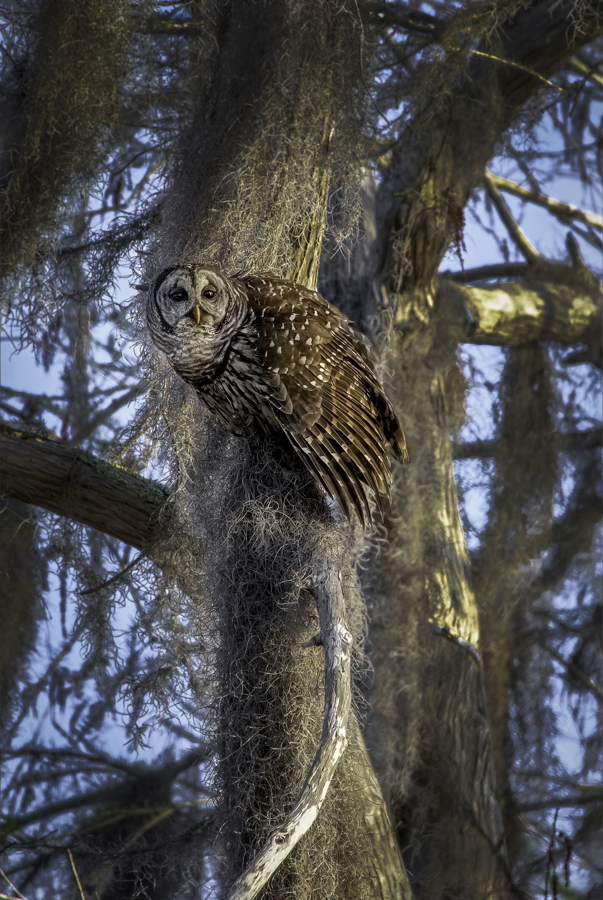 Vertical shot of a Barred Owl on the tree, ready to launch in Geneva, Florida park