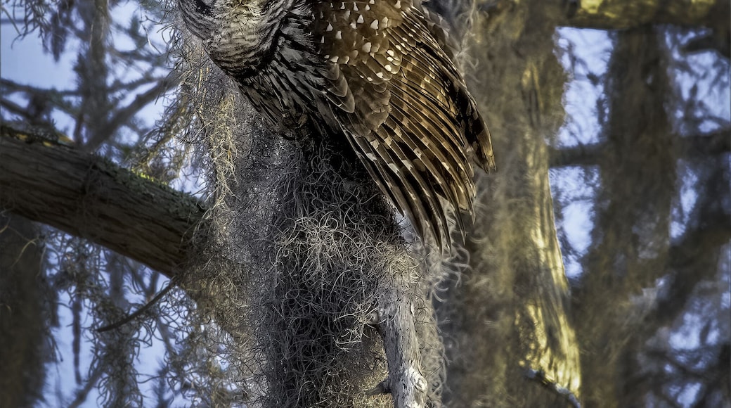 Vertical shot of a Barred Owl on the tree, ready to launch in Geneva, Florida park
