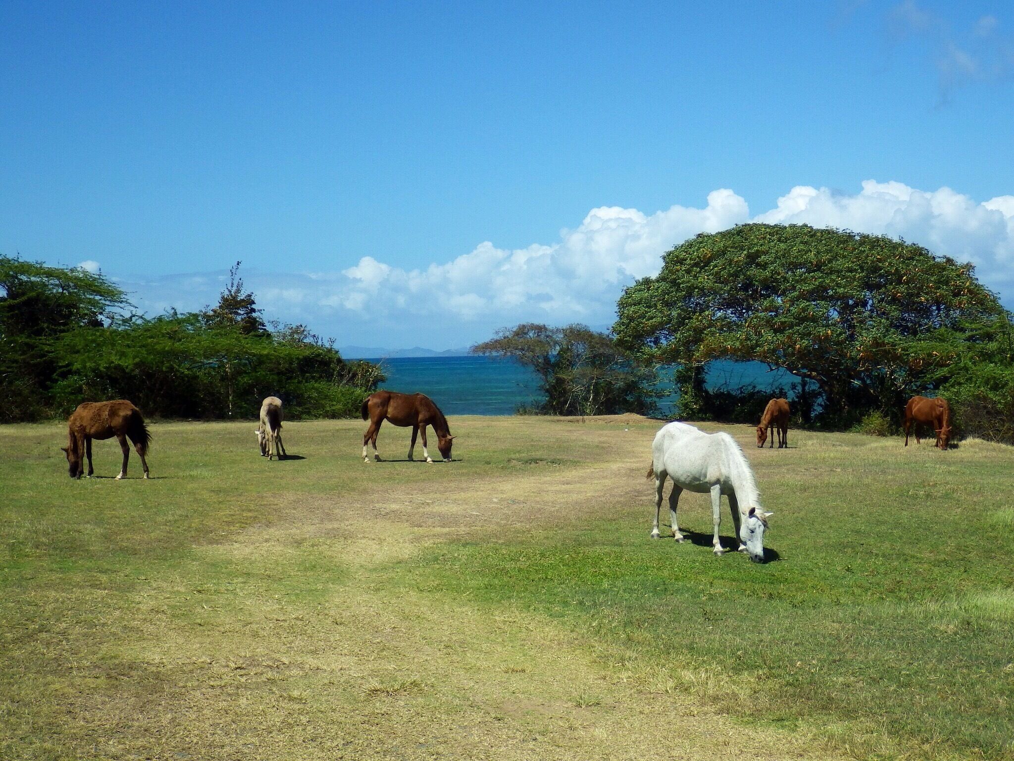 Wild Horses on the beautiful Island of Vieques off Puerto Rico.