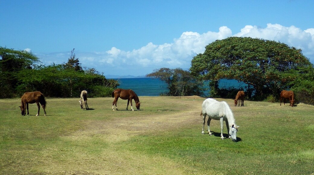 Wild Horses on the beautiful Island of Vieques off Puerto Rico.