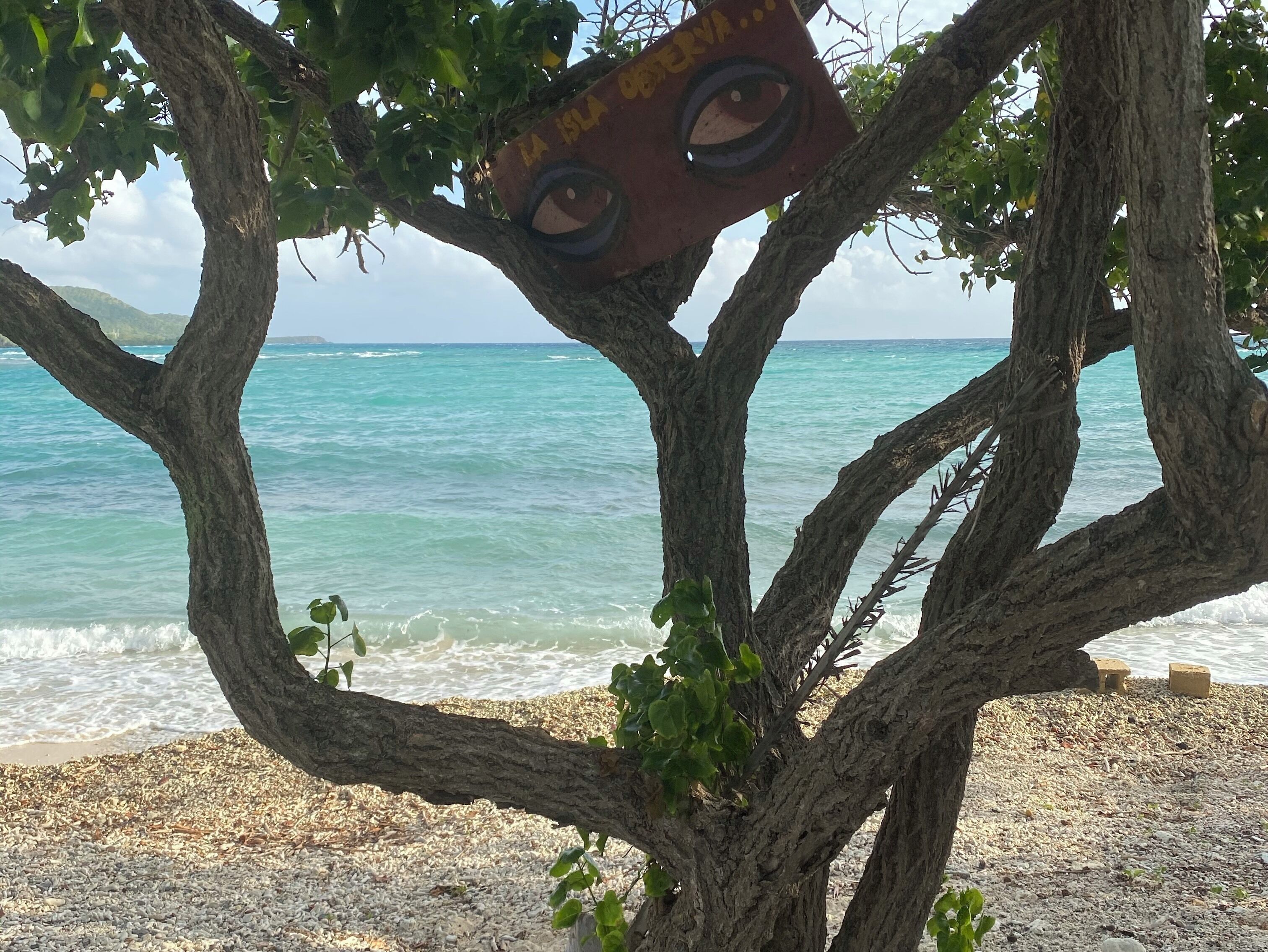 A tree with a sign reading "LA ISLA OBERNA" and a view of the ocean.