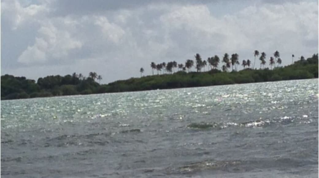 Cayo Santiago Also now as Isla Monito (Little Monkey Island) is part of a University experiment to watch monkey's!! You can take a boat and have a trip a see it!!