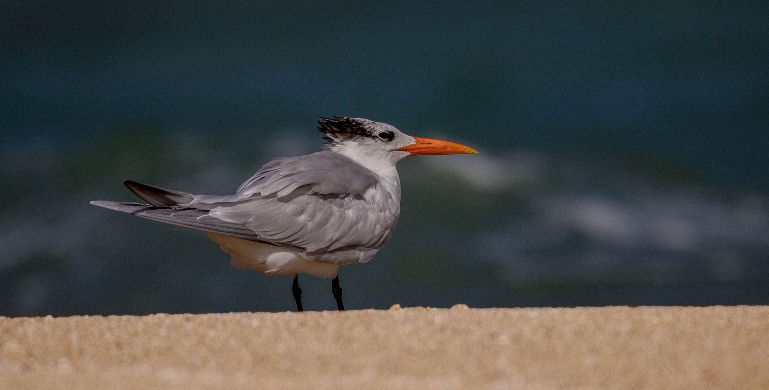 "ELEGANT TERN"
The elegant tern is a seabird of the tern family, Sternidae. It breeds on the Pacific coasts of the southern USA and Mexico and winters south to Peru, Ecuador and Chile. 