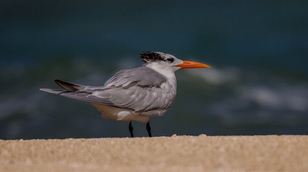 "ELEGANT TERN"
The elegant tern is a seabird of the tern family, Sternidae. It breeds on the Pacific coasts of the southern USA and Mexico and winters south to Peru, Ecuador and Chile.