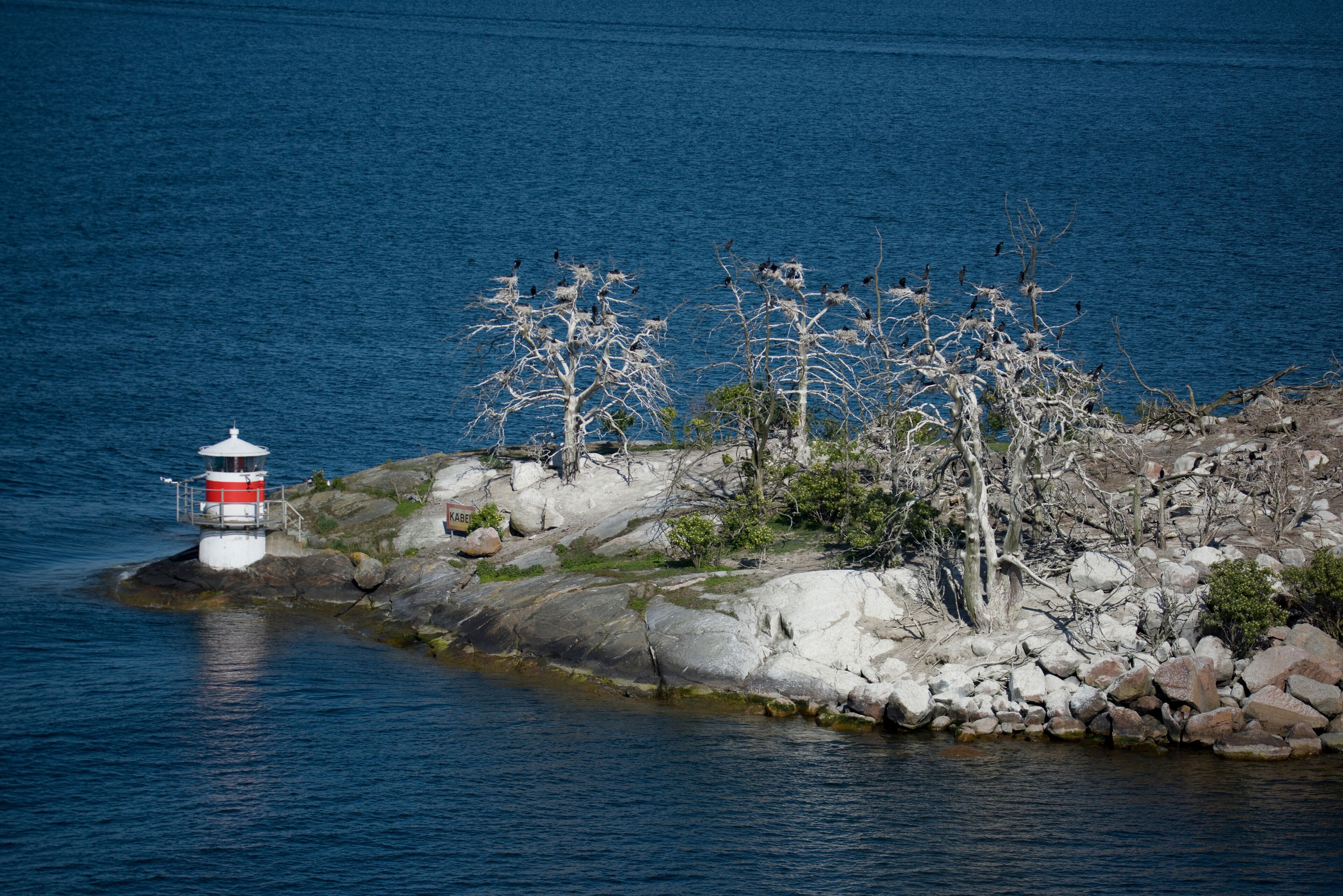 Island with Great Cormorants in the archipelago of Stockholm