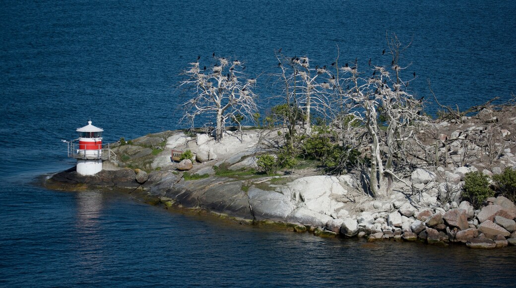 Island with Great Cormorants in the archipelago of Stockholm