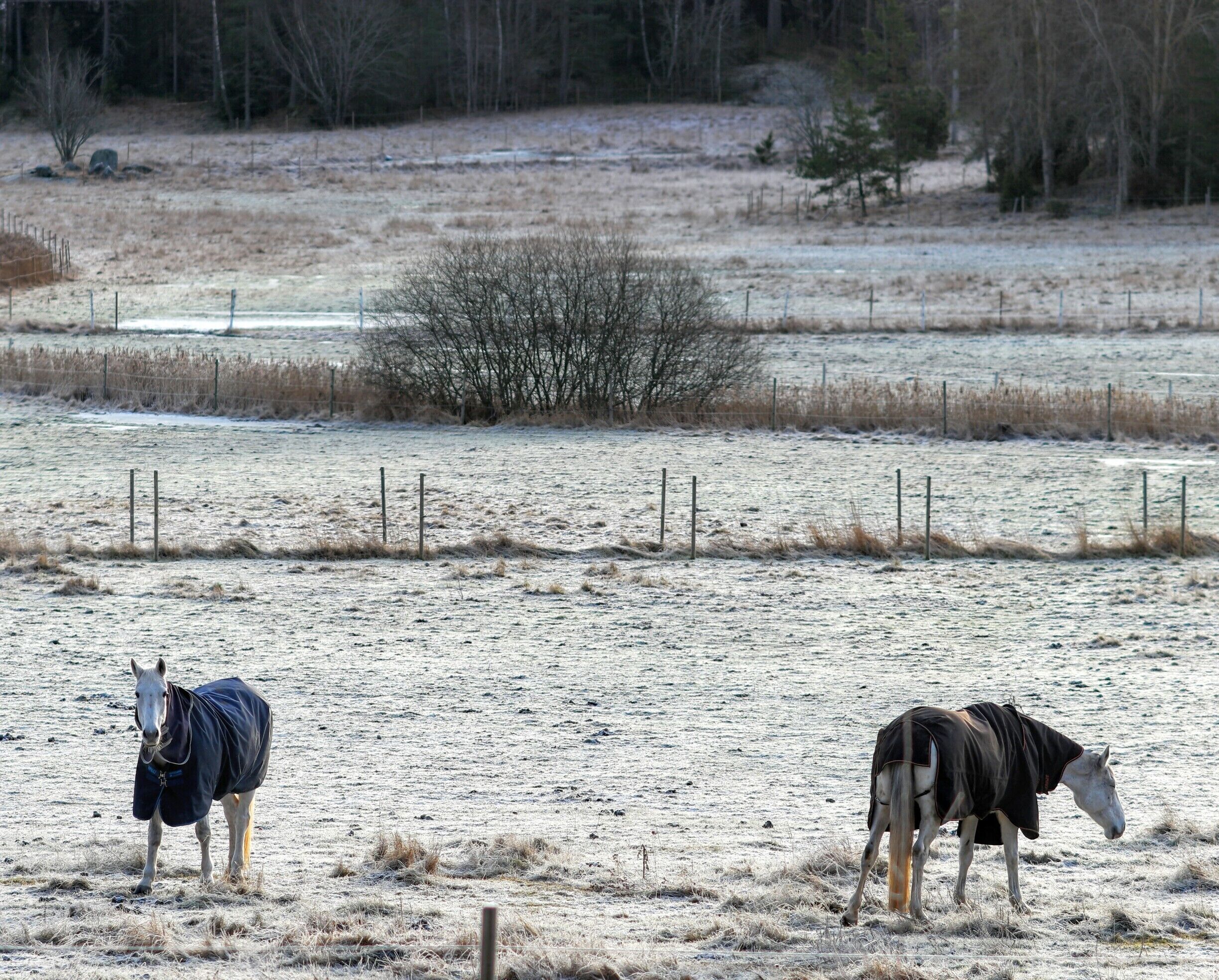 Two horses with winter coats