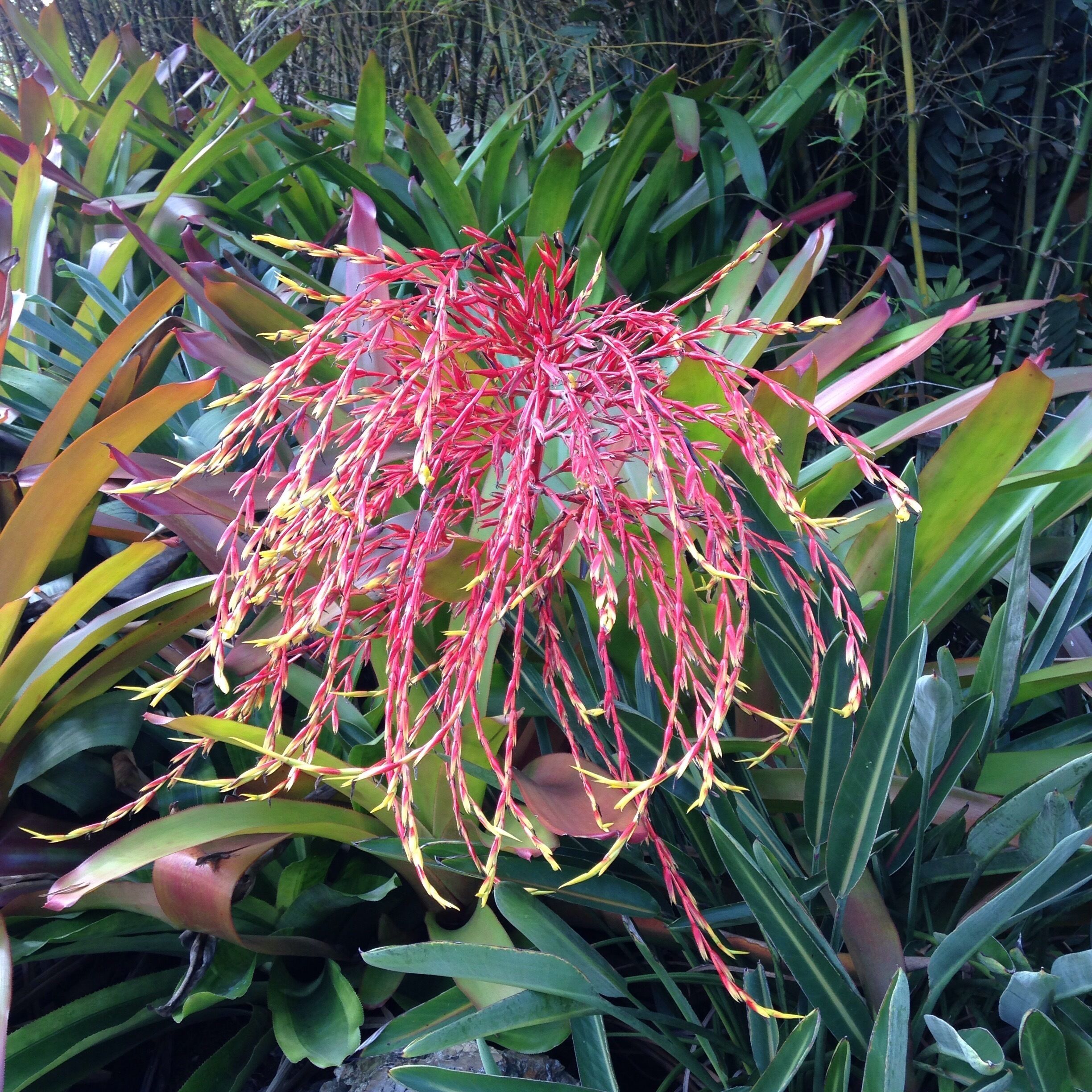 Bromeliad flowering