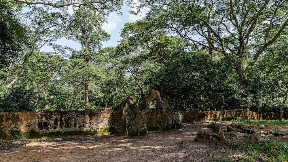 Osun-Osogbo Sacred Grove in Nigeria. A sacred forest along the banks of the Osun river just outside the city of Osogbo in Osun State. Cultural landscape of undisturbed forest