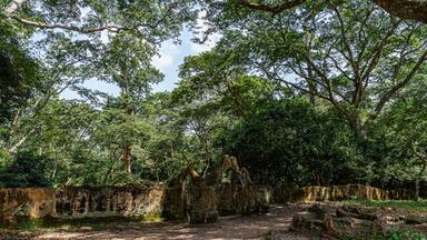 Osun-Osogbo Sacred Grove in Nigeria. A sacred forest along the banks of the Osun river just outside the city of Osogbo in Osun State. Cultural landscape of undisturbed forest