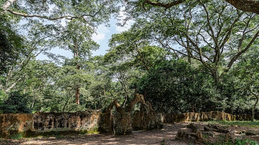Osun-Osogbo Sacred Grove in Nigeria. A sacred forest along the banks of the Osun river just outside the city of Osogbo in Osun State. Cultural landscape of undisturbed forest